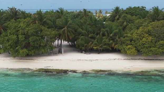 Aerial view of a tropical beach and palm trees in Maldives.