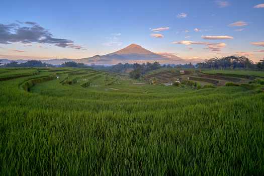 Pucang Paddy Fields