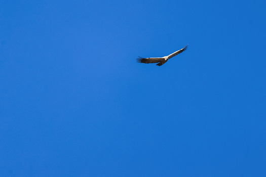 Aerial view of a vulture soaring through the clear blue sky above Marakele National Park in Waterberg District Municipality Limpopo South Africa. Aerial view of a vulture soaring through the clear blue sky above Marakele National Park in Waterberg District Municipality Limpopo South Africa.