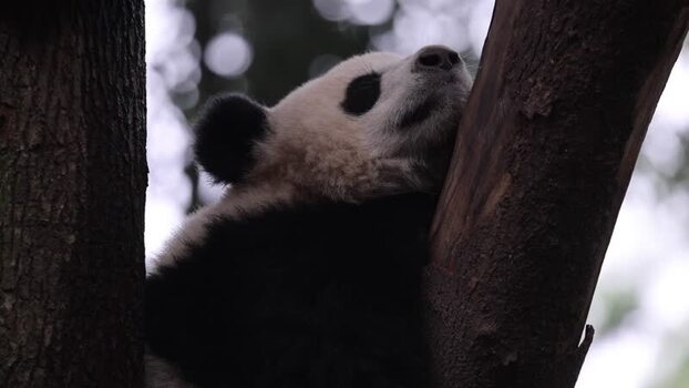 View of a giant panda resting in a tree China. View of a giant panda resting in a tree China.