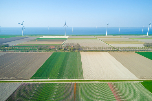 Aerial view of wind turbines standing along the coastline overlooking vast agricultural fields and colorful flower beds in the Netherlands.