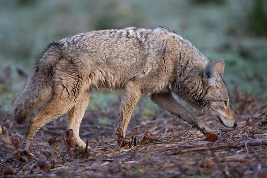 View of a coyote walking through a frost covered field in Yellowstone National Park Wyoming United States. View of a coyote walking through a frost covered field in Yellowstone National Park Wyoming United States.