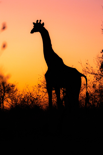 View of a giraffe silhouette standing in the bushveld during a vibrant sunset in Kruger Park Mpumalanga South Africa. View of a giraffe silhouette standing in the bushveld during a vibrant sunset in Kruger Park Mpumalanga South Africa.