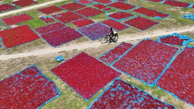 Aerial view of red chili peppers drying in a field Bangladesh. Aerial view of red chili peppers drying in a field Bangladesh.