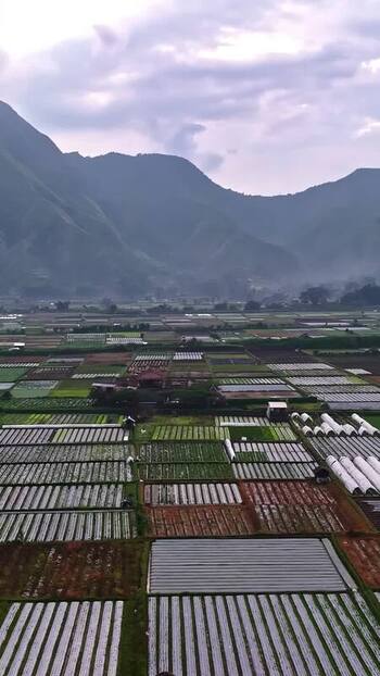 Aerial view of agricultural fields in Bali Indonesia.