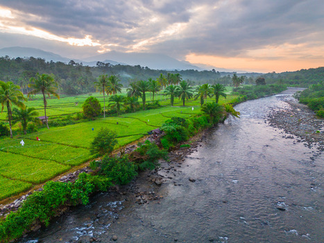Aerial view of Taba Tembilang featuring a winding river flowing beside vibrant green rice fields and rows of palm trees under a cloudy sky in Arga Makmur Bengkulu Indonesia. Aerial view of Taba Tembilang featuring a winding river flowing beside vibrant green rice fields and rows of palm trees under a cloudy sky in Arga Makmur Bengkulu Indonesia.