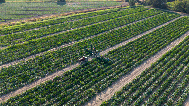 Aerial view of farmers harvesting zucchini with a tractor pulled machine in a large agricultural field in Milan Lombardy Italy.