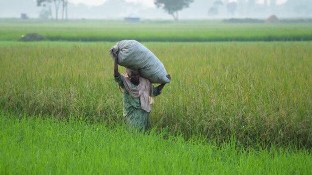 View of a woman carrying a sack in a rice field Bangladesh. View of a woman carrying a sack in a rice field Bangladesh.