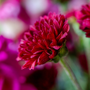 View of a vibrant deep red chrysanthemum flower in full bloom with soft green stems and blurred floral background in Looe Cornwall United Kingdom. View of a vibrant deep red chrysanthemum flower in full bloom with soft green stems and blurred floral background in Looe Cornwall United Kingdom.