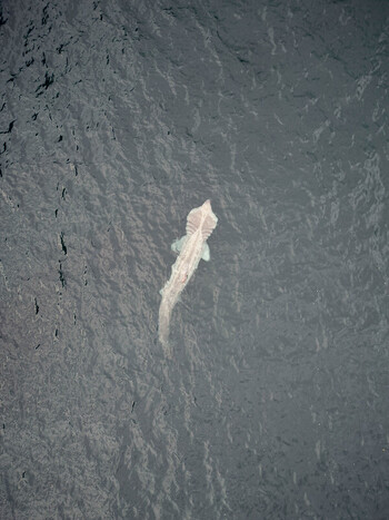 Aerial view of a large basking shark swimming near the surface of dark rippling coastal waters in Cork County Cork Ireland.