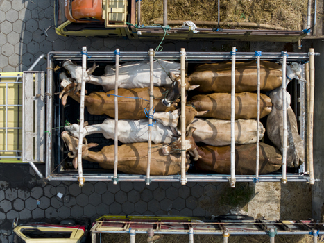 Aerial view of cattle packed into a transport truck at the Animal Market Prambanan in Kecamatan Prambanan Jawa Tengah Indonesia. Aerial view of cattle packed into a transport truck at the Animal Market Prambanan in Kecamatan Prambanan Jawa Tengah Indonesia.