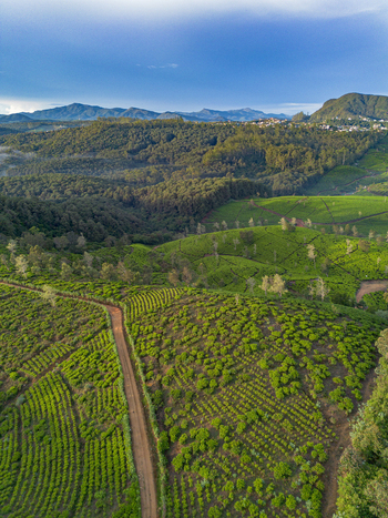 Aerial view of lush green tea plantations with a winding dirt path cutting through rolling hills under a clear blue sky in Nuwara Eliya Central Province Sri Lanka. Aerial view of lush green tea plantations with a winding dirt path cutting through rolling hills under a clear blue sky in Nuwara Eliya Central Province Sri Lanka.