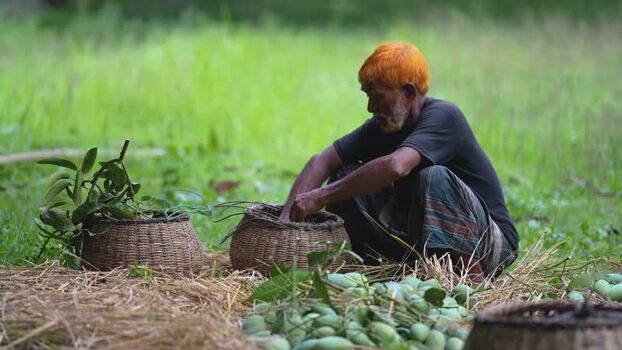 View of a man sorting mangoes in Chapai Nawabganj Bangladesh.
