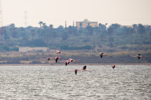 AAB_A440497 AAB_A440497