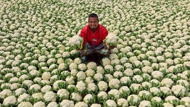 View of a farmer holding cauliflowers in a field Bangladesh. View of a farmer holding cauliflowers in a field Bangladesh.