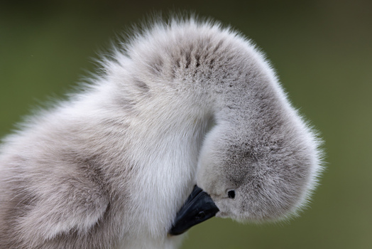 View of a fluffy grey cygnet preening its soft feathers against a blurred green background in Mulhouse Grand Est France.