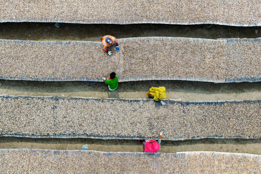 Cox s Bazar Bangladesh 11 March 2026 Aerial view of workers in colorful clothing tending to rows of small fish drying on mats in an outdoor processing area. Cox s Bazar Bangladesh 11 March 2026 Aerial view of workers in colorful clothing tending to rows of small fish drying on mats in an outdoor processing area.