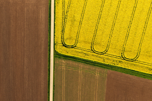 Aerial view of vibrant yellow rapeseed fields and brown agricultural land divided by a straight road with geometric tractor tracks in Hofgeismar Hessen Germany. Aerial view of vibrant yellow rapeseed fields and brown agricultural land divided by a straight road with geometric tractor tracks in Hofgeismar Hessen Germany.