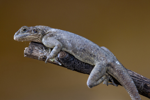 View of a lizard with scaly skin and sharp claws resting on a wooden branch against a soft brown background in Mulhouse Grand Est France.