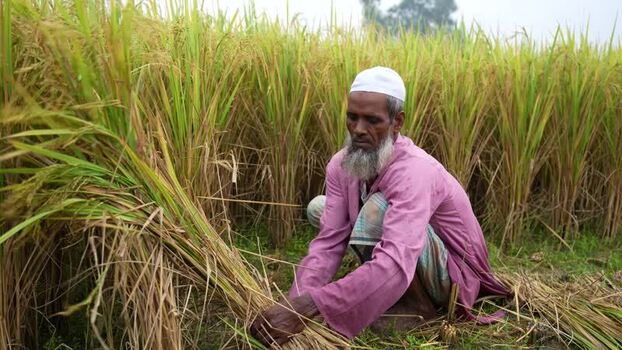 View of a man harvesting golden rice in a field Bangladesh. View of a man harvesting golden rice in a field Bangladesh.