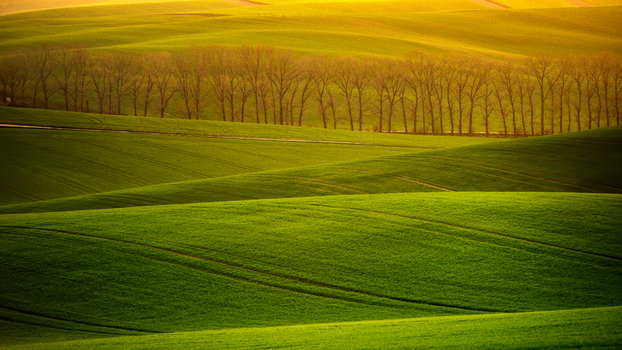 View of the rolling green hills of Moravia with rows of trees under golden hour light in Brno City District South Moravian Region Czechia.