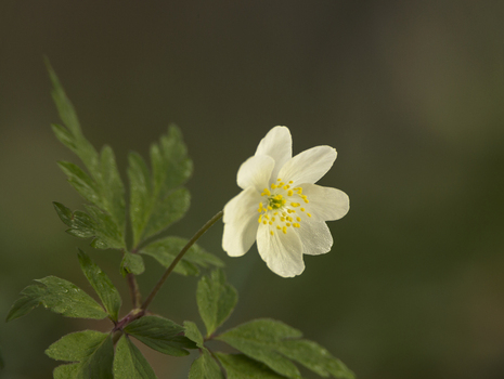 View of a delicate white Wood Anemone flower with green leaves in a natural woodland setting in Cambridgeshire United Kingdom.