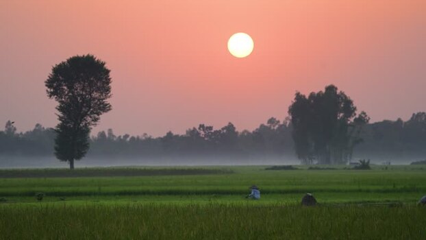 View of a farmer working in green rice fields at sunrise Bangladesh. View of a farmer working in green rice fields at sunrise Bangladesh.