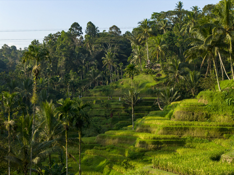 Aerial view of Tegallalang Rice Terrace featuring lush green terraced paddies tall palm trees and dense tropical forest in Kecamatan Tegallalang Bali Indonesia. Aerial view of Tegallalang Rice Terrace featuring lush green terraced paddies tall palm trees and dense tropical forest in Kecamatan Tegallalang Bali Indonesia.