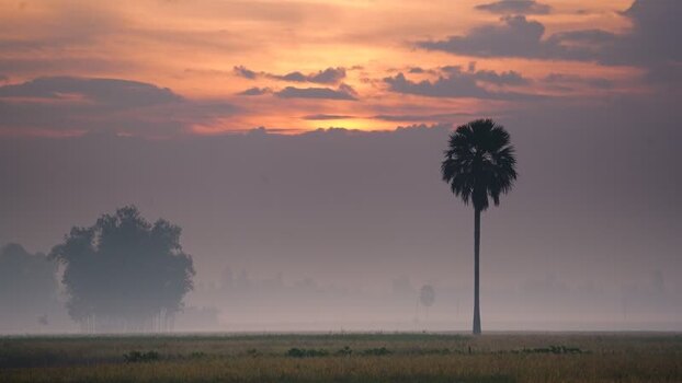 View of a lone palm tree in a misty field during sunrise Bangladesh.