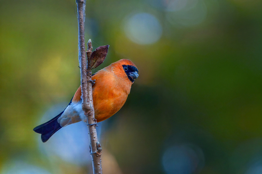 View of a vibrant orange bullfinch bird with a black face perched on a thin branch against a soft blurred green background in Murree Punjab Pakistan. View of a vibrant orange bullfinch bird with a black face perched on a thin branch against a soft blurred green background in Murree Punjab Pakistan.