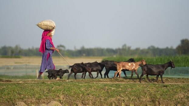 View of a woman herding goats in the rural fields of Bangladesh. View of a woman herding goats in the rural fields of Bangladesh.