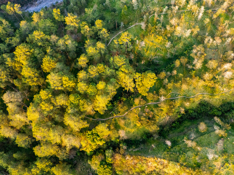 Aerial view of a lush forest with golden sunlight illuminating the trees and a winding dirt path cutting through the landscape in Kemalang Central Java Indonesia. Aerial view of a lush forest with golden sunlight illuminating the trees and a winding dirt path cutting through the landscape in Kemalang Central Java Indonesia.