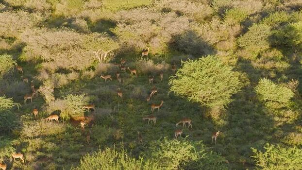 Aerial view of impalas grazing in the savanna South Africa.
