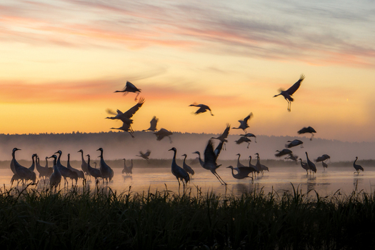 View of a flock of common cranes taking flight and standing in a misty wetland during a golden sunrise in Debrzno Pomeranian Voivodeship Poland.