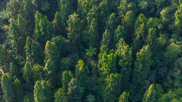 Aerial view of a dense evergreen forest with tall coniferous trees and lush green foliage in Sukabumi West Java Indonesia. Aerial view of a dense evergreen forest with tall coniferous trees and lush green foliage in Sukabumi West Java Indonesia.