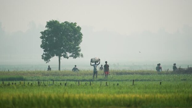 View of farmers working in green fields under a misty sky Bangladesh.