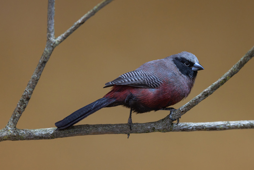 View of a black faced tanager bird perched on a thin branch against a soft brown background in Mulhouse Grand Est France.