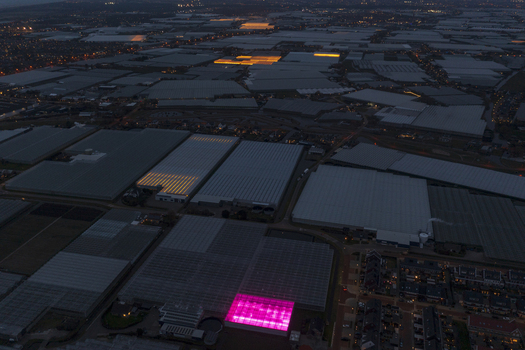 Aerial view of a vast greenhouse complex at twilight with vibrant pink and yellow artificial lights illuminating the glass structures near a residential area.