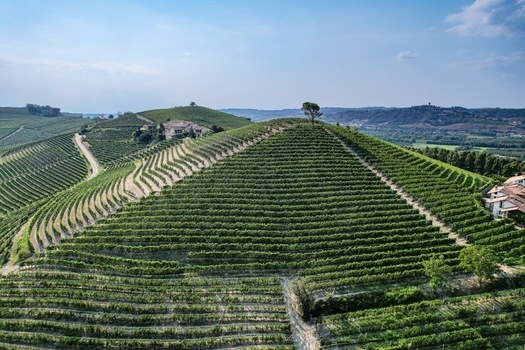 Aerial view of a conical vineyard hill with a lone tree on top surrounded by lush green rows of vines under a clear blue sky in Verduno Piedmont Italy.