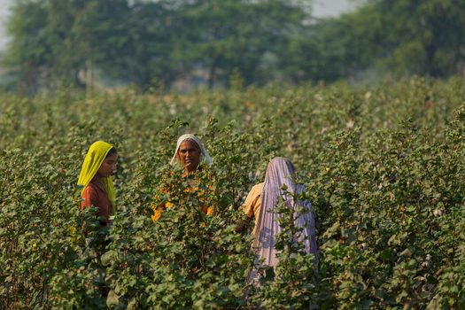 Multan Punjab Pakistan 02 December 2013 View of women working in a cotton field picking cotton bolls under the soft daylight.