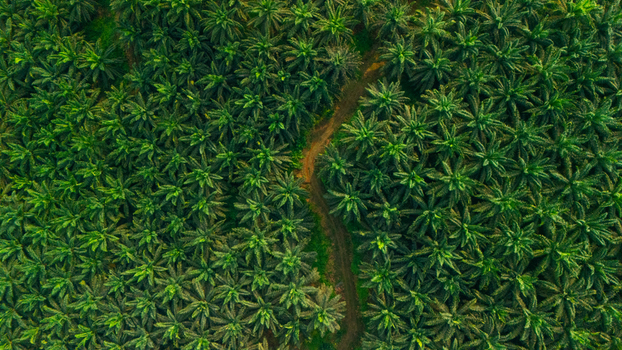 Aerial view of a lush palm oil plantation with a winding dirt path cutting through the dense green canopy in Indonesia.