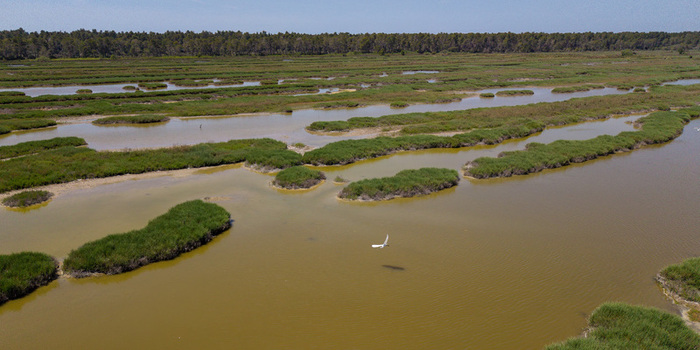Aerial view of Karavasta Lagoon with a white bird flying over marshy islands and a dense pine forest under a clear sky in Divjake Fier County Albania.
