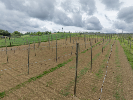 Aerial view of a hop field with wooden poles and wire trellises under a cloudy sky in Aiglsbach Bavaria Germany.