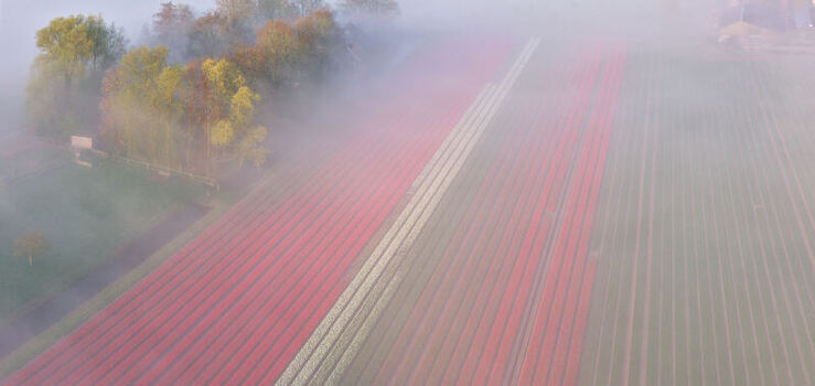 Aerial view of tulip fields and farms in Westfriesland shrouded in morning mist in Spanbroek North Holland Netherlands.