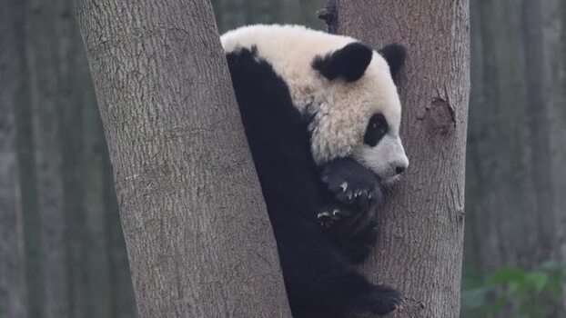 View of giant panda resting in a tree China. View of giant panda resting in a tree China.