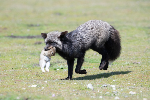 View of a silver fox carrying a rabbit in a grassy field in San Juan Island United States. View of a silver fox carrying a rabbit in a grassy field in San Juan Island United States.