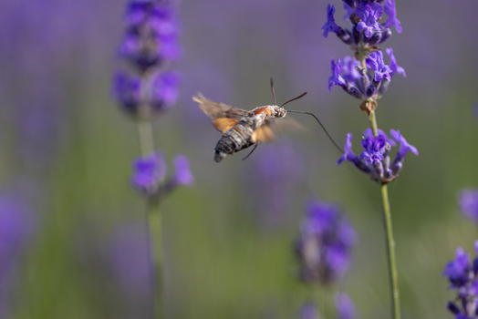 View of a hummingbird hawk moth hovering and feeding on purple lavender flowers in Wittenheim Grand Est France.