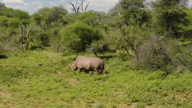 Aerial view of a rhino in the bush in Thabazimbi South Africa.