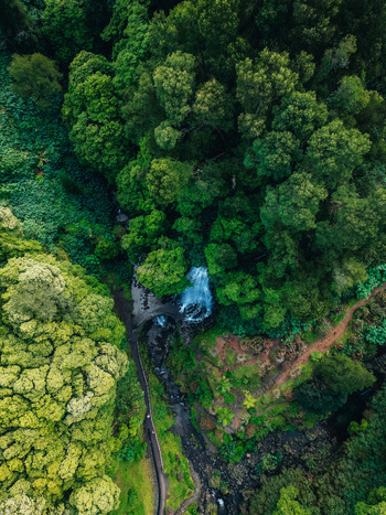 Aerial view of a secluded waterfall cascading amidst the dense forest where the vibrant green canopy embraces a narrow stream Achada Açores Portugal. Aerial view of a secluded waterfall cascading amidst the dense forest where the vibrant green canopy embraces a narrow stream Achada Açores Portugal.