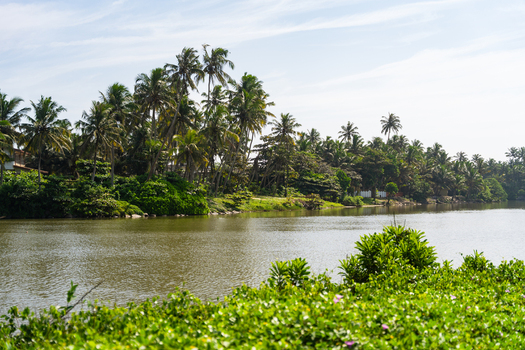 View of a calm river lined with dense palm trees and tropical vegetation under a bright sky in Galle Southern Province Sri Lanka.